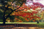 click to view photographs of Westonbirt Arboretum