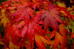 many shades of maple in Autumn, Westonbirt Arboretum