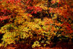 many shades of maple in Autumn, Westonbirt Arboretum