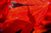 detail of maple in Autumn, Westonbirt Arboretum