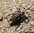 Nisyros - one of the beetles which clean up around the island