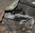 Nisyros - a family of Horseshoe bats which has made its home in one of the many deserted houses in the mountains