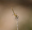 Nisyros - a species of dragonfly which evidently can survive in hot, arid conditions