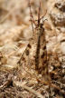 Nisyros - well camouflaged dragonfly in the dry grass 