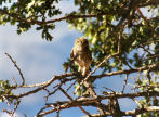Symi - little owl in a tree close to Ag Paraskevi on the kalderimi above Yialos