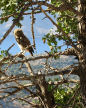 Symi - little owl in a tree close to Ag Paraskevi on the kalderimi above Yialos with Nimos Island behind