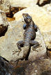 Symi - lizard, alert but not yet ready to leave