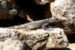 Symi - lizard, on the kalderimi from Agios Paraskevi to Agios Fanourios
