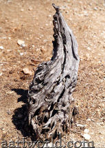 Tilos - wood sculpture by local ants, below the abandonned village of Mikro Horio