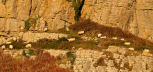 sheep on the cliff at Port Eynon Point at sunset