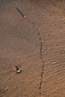 sand detail - snail trail