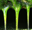 detail of fresh water dripping through the moss