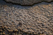 detail of rocky foreshore as seen from the top of the cliff