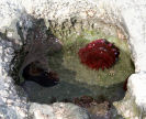 sea anenome and limpets