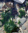 small sea-water rock garden