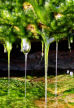 detail of fresh water dripping through the moss