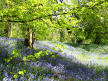 'Bluebell Wood', Bettws Newydd