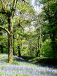 'Bluebell Wood', Bettws Newydd