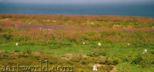 Skomer: nesting birds and spring flowers