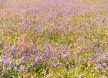 bluebells and pink campion in early summer, Skomer Island, Pembrokeshire