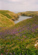 Pembrokeshire Coast path in spring