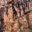 lichen and rock, French Alps