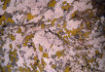 lichen and rock, French alps