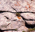 lichen and riven rock, French Alps