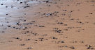 washed sand and pebbles behind out-going tide, Gower coast