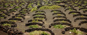  traditional vineyard, Lanzarote