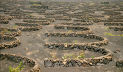 traditional vineyard, Lanzarote