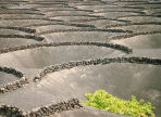  traditional vineyard, Lanzarote