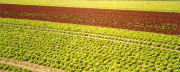 field of early lettuce (February), Roussillon, southern France