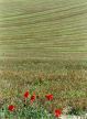 grassland on the South Downs