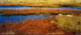 mountain top pools and vegetation, Lake District