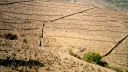 vineyards in winter, Roussillon, southern France