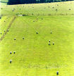 sheep on pastureland, South Downs