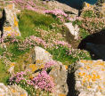 Pembrokeshire Coast Path in Spring